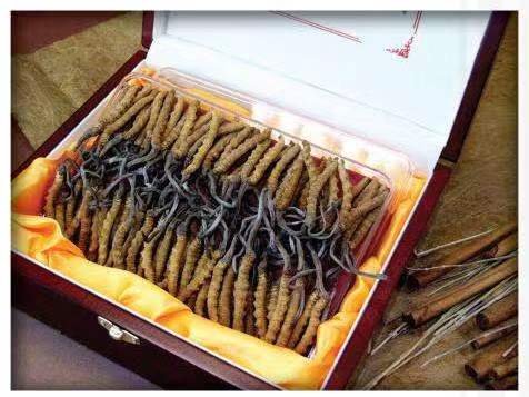 江安冬虫夏草回收